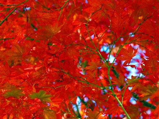 �g�t�̎U���a