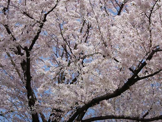 �T�N���T�N�@�` �ᑐ���� �`