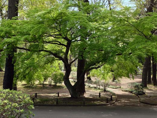 �΂̎��G�@�` �ᑐ���� �`